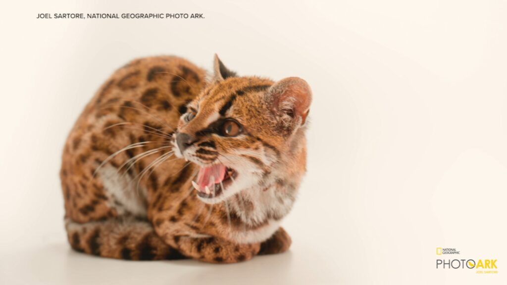 19844706 091726 kgo new cat img