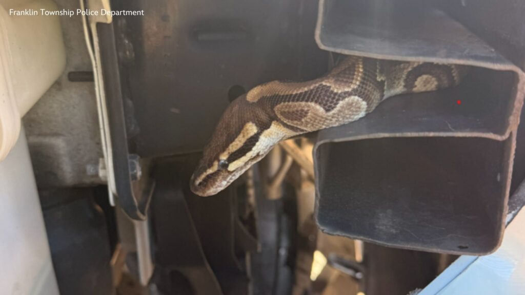 19847281 091826 wabc snake face close img