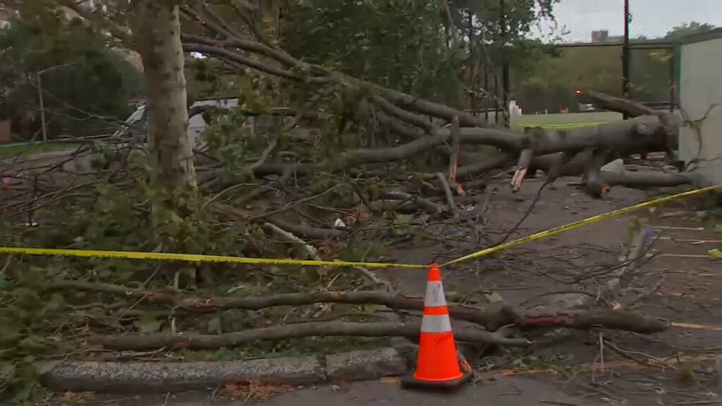 19877556 092626 wabc tree death img