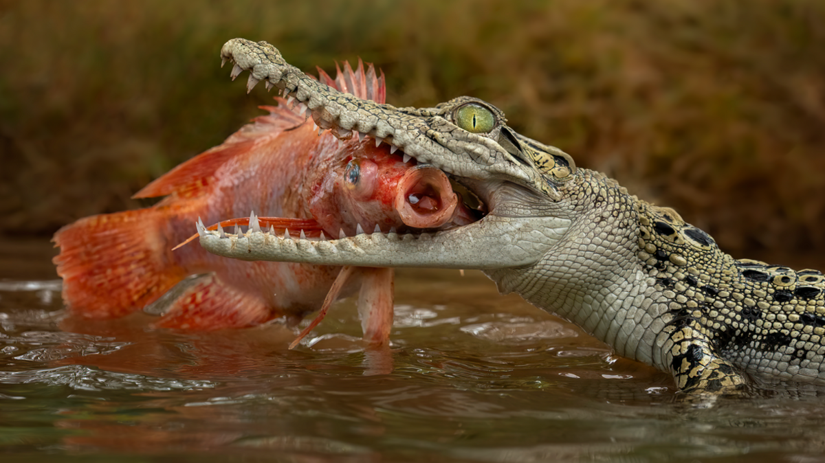 Non-AI file photo of a saltwater crocodile