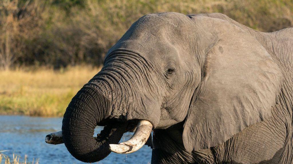 A close-up of an elephant with tusks