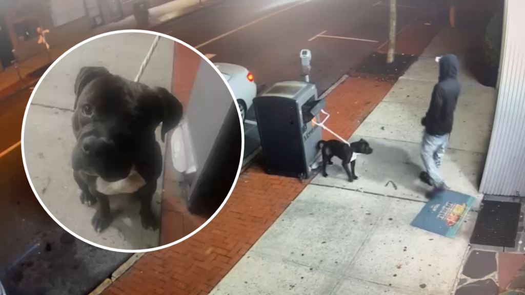 19966217 102126 wabc dog abandoned inset img